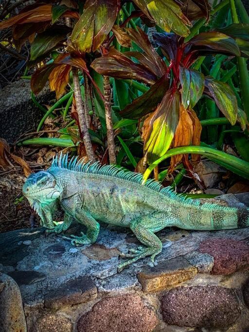 Villa Ker Iguane Terre De Haut Les Saintes Dış mekan fotoğraf